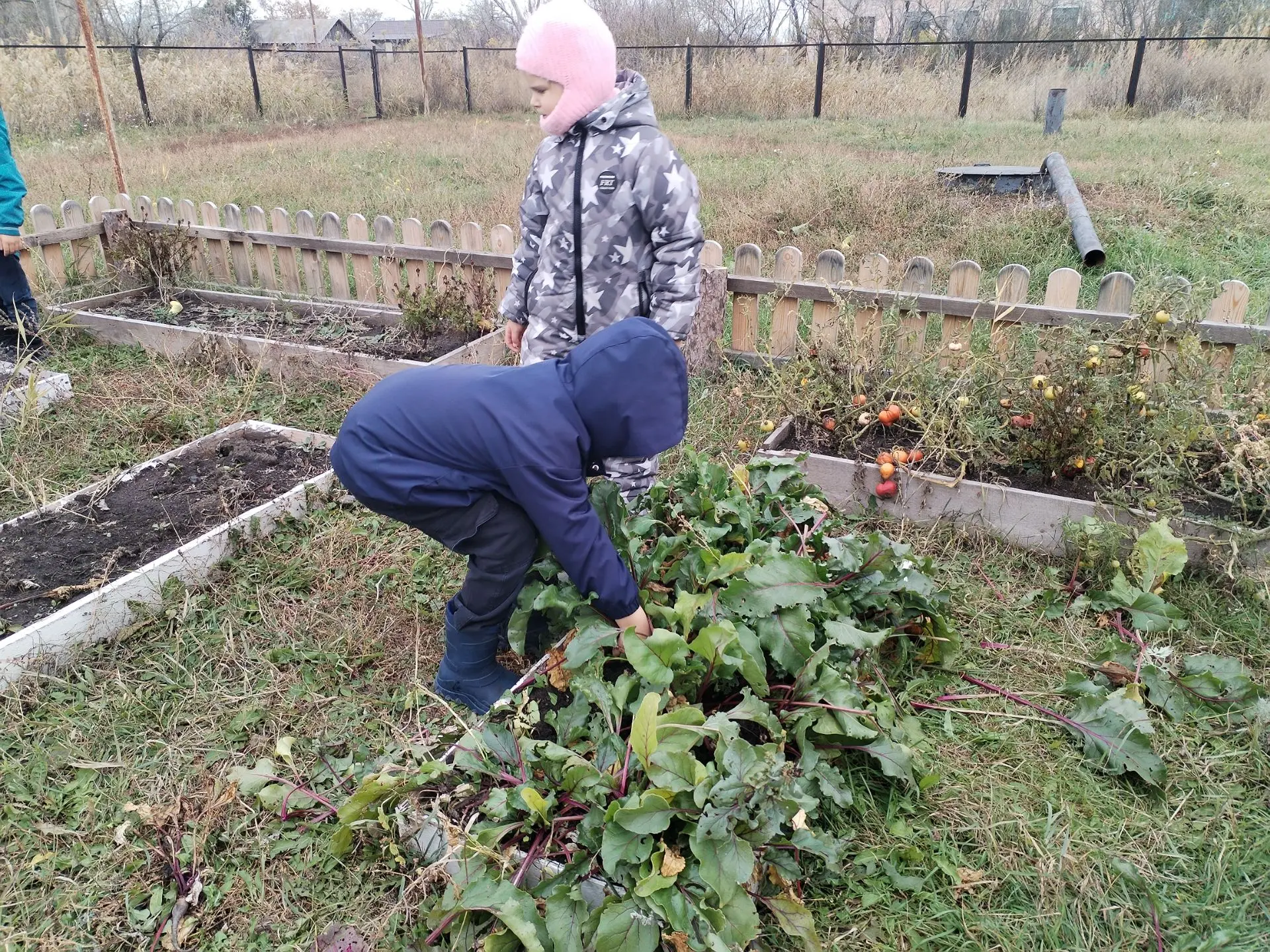 Урожай собран, огород в порядке!