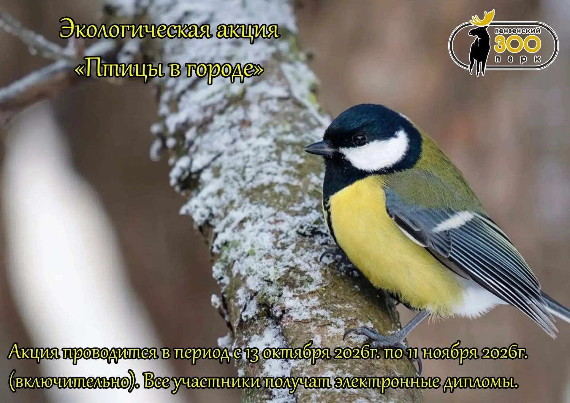 🐦 Не все птицы улетают зимовать в тёплые страны. Многие остаются рядом с нами — и зимо...