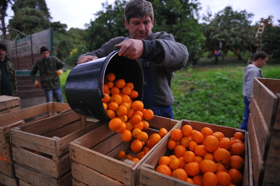 🍊 Абхазские мандарины на Кубани появятся только в конце октября