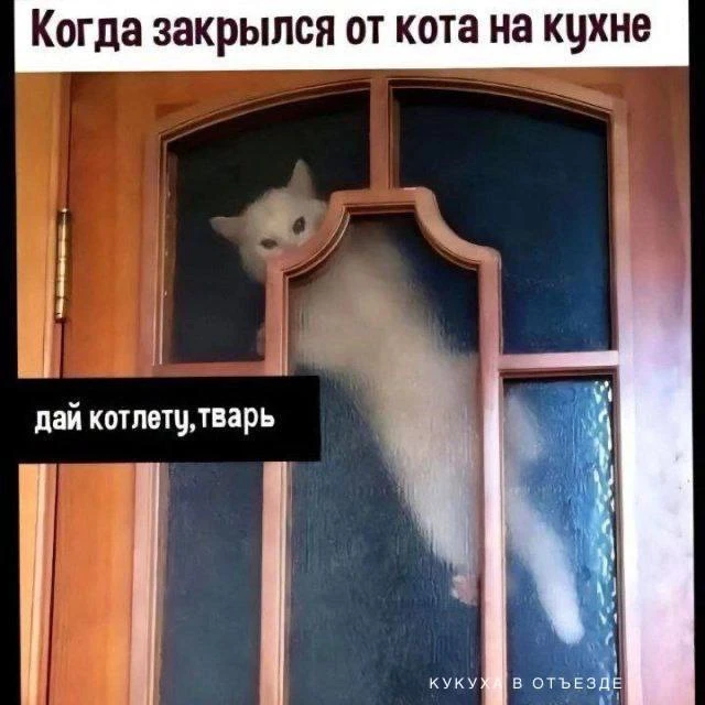 Кукуха в отъезде 🐦