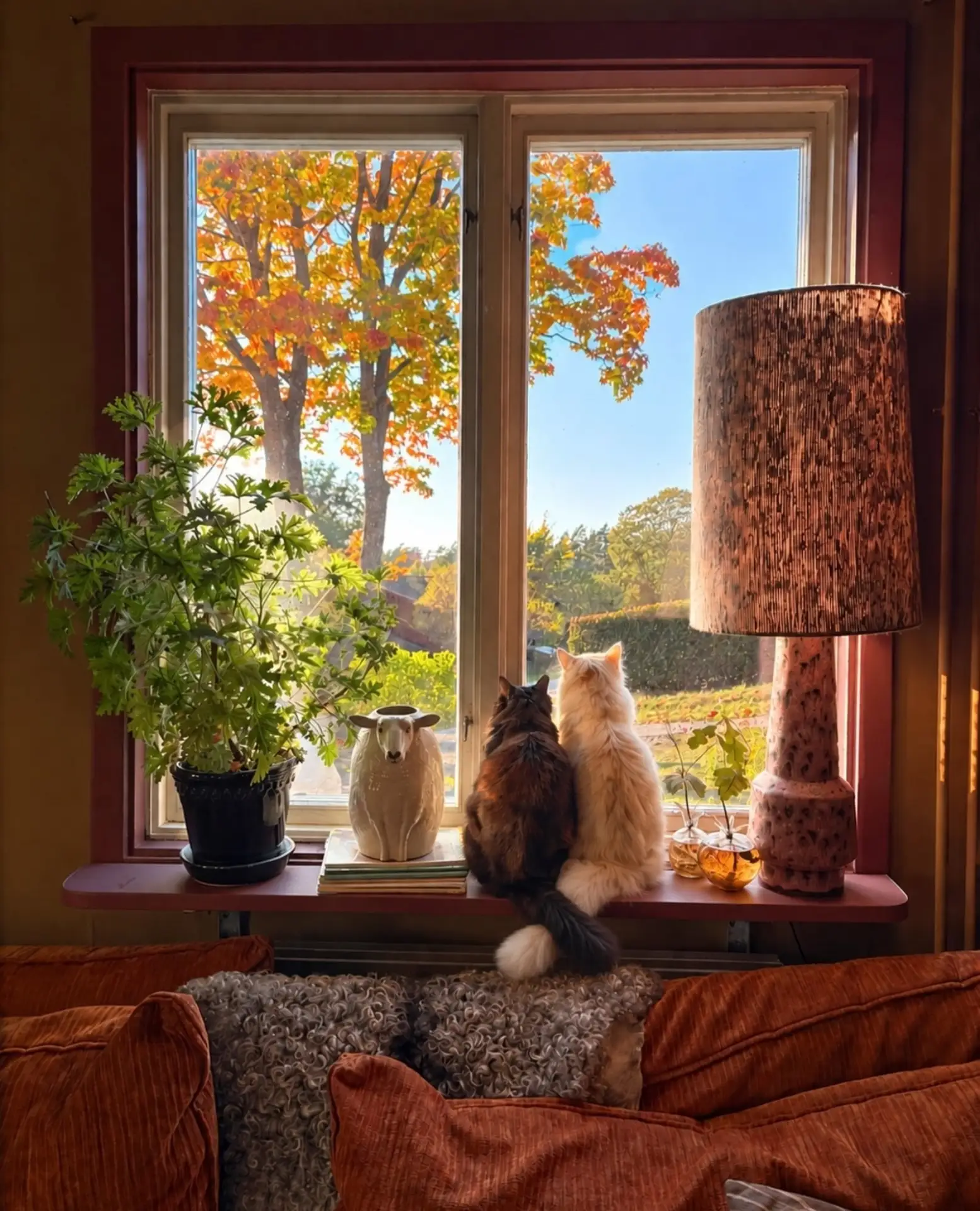 Как красивый осенний пейзаж за окном 🍂