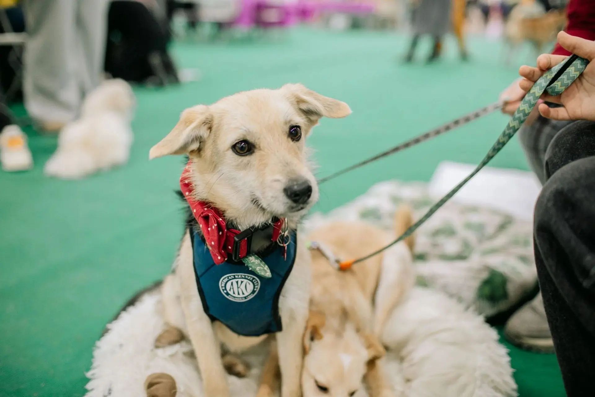 🐾 Кошки, лисы и рептилии: более 2 тысяч животных покажут в Казани