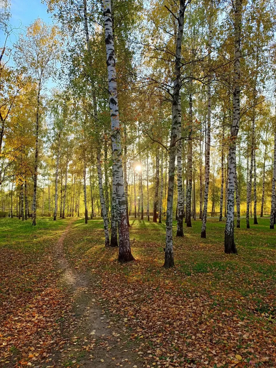 И в парке замело дорожки,