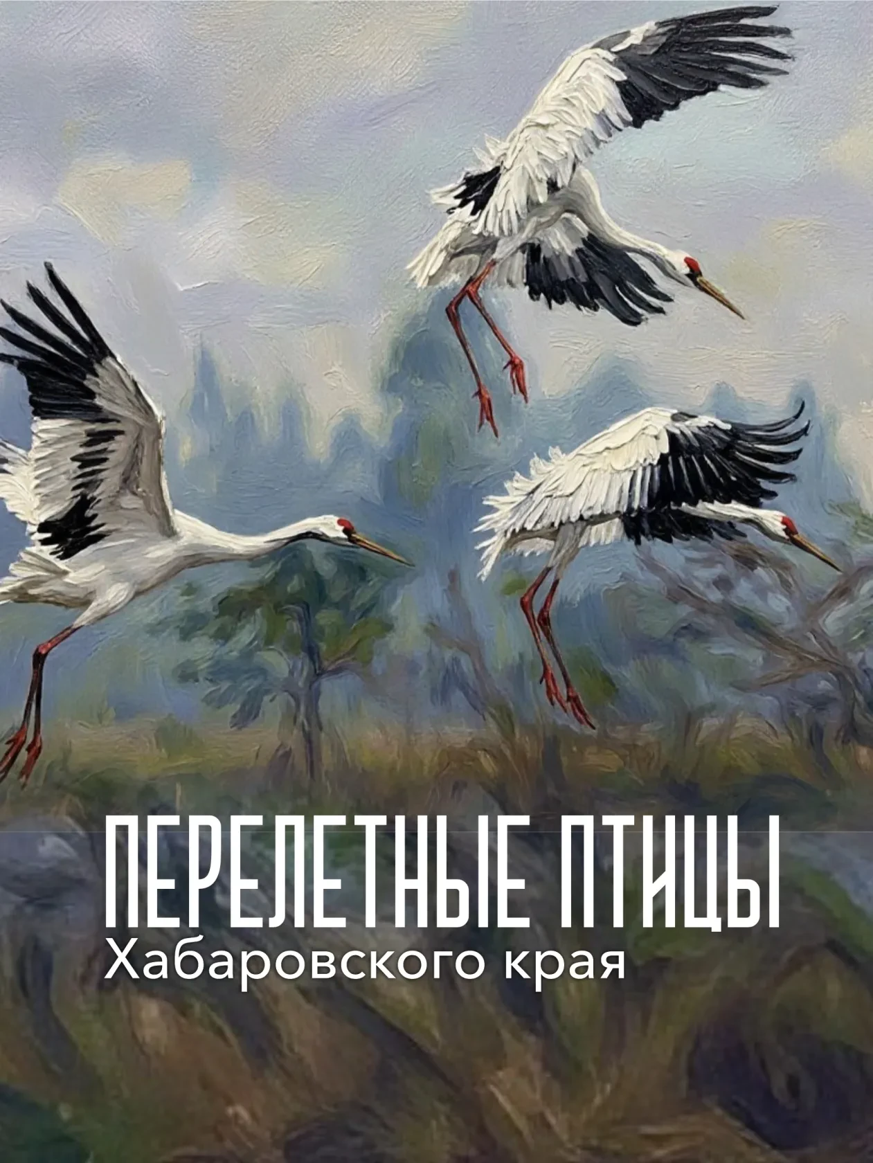 🦅 Они улетели, но обещали вернуться: перелетные птицы Хабаровского края