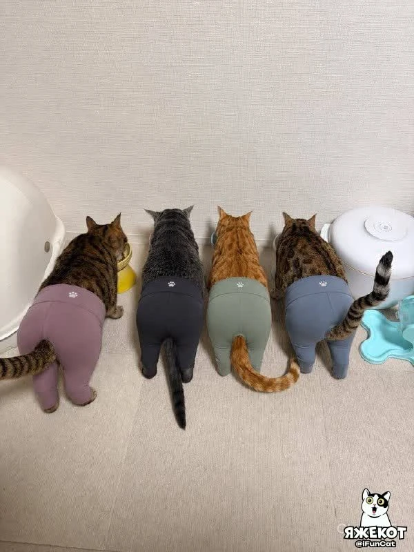 🐾 ЯЖЕКОТ
