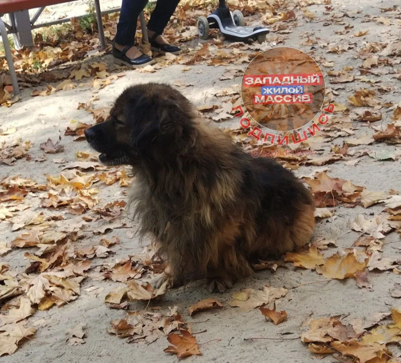 Соседи, кто знает чья собака? Сказали, что она живет у некой бабушки, но видимо потерял...