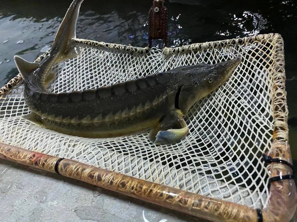 🐟Экскурсия на Конаковский завод по осетроводству!🐟