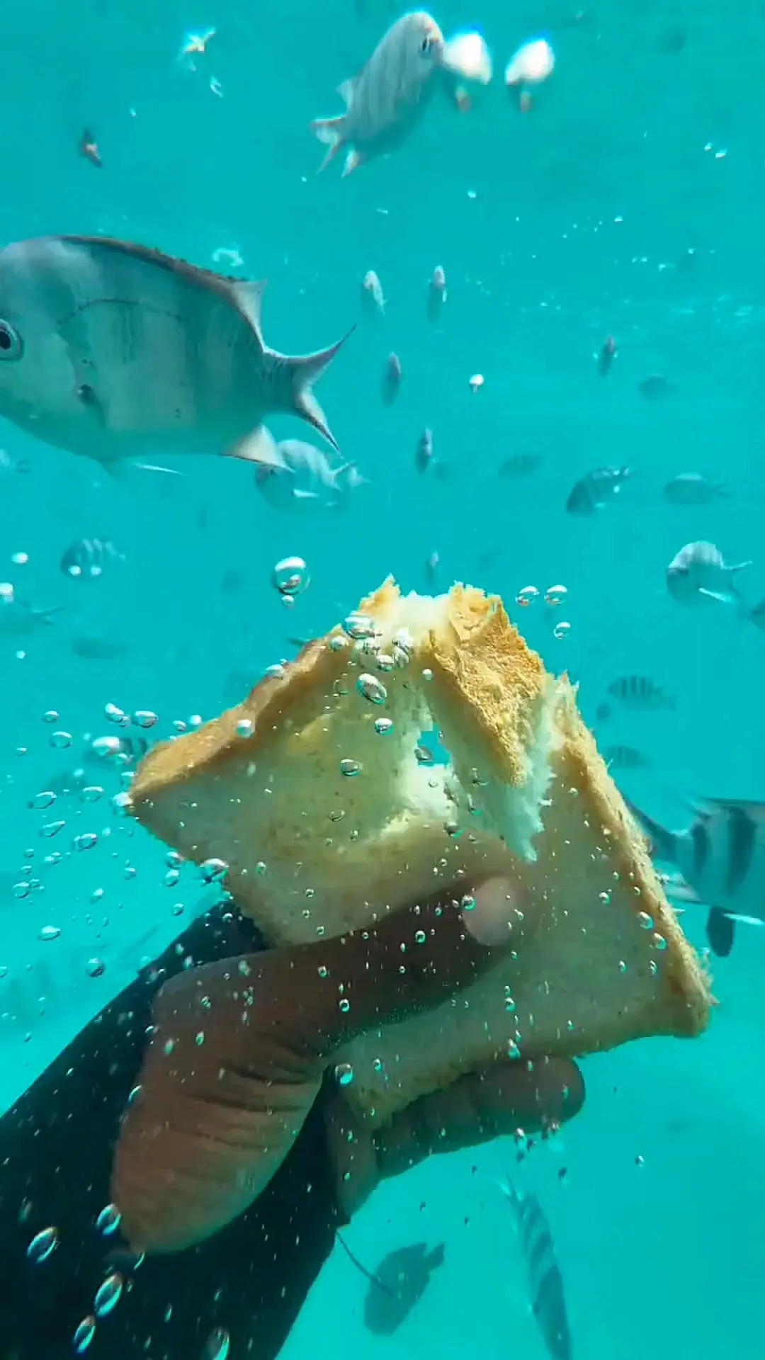 Видео: https://vk.ru/clip-59717399_456241049