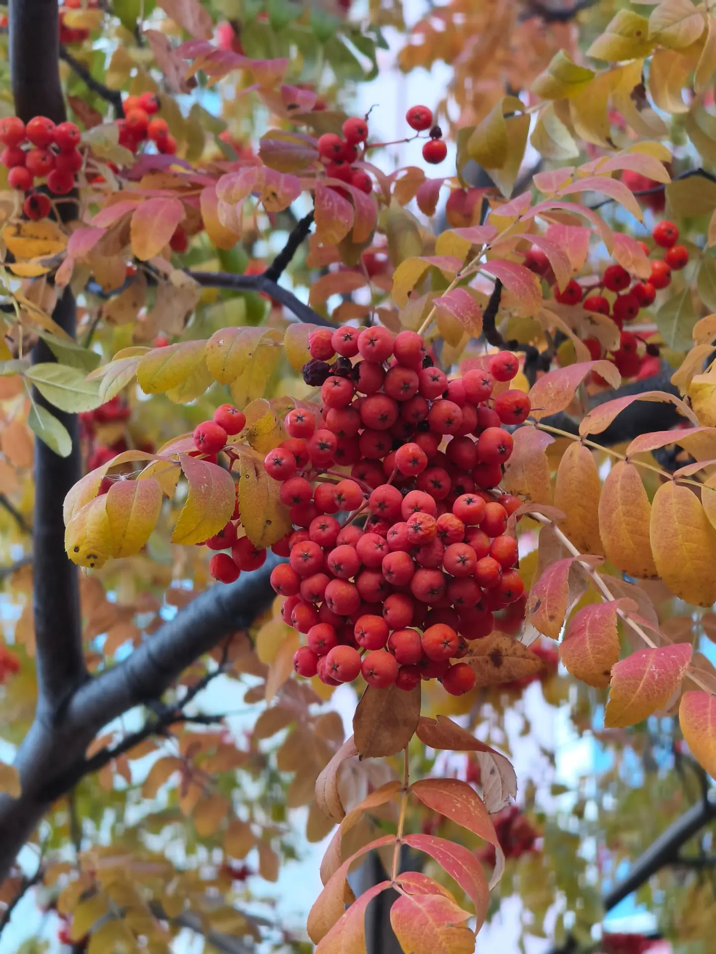 Какая красивая осень 🍁🍁🍁