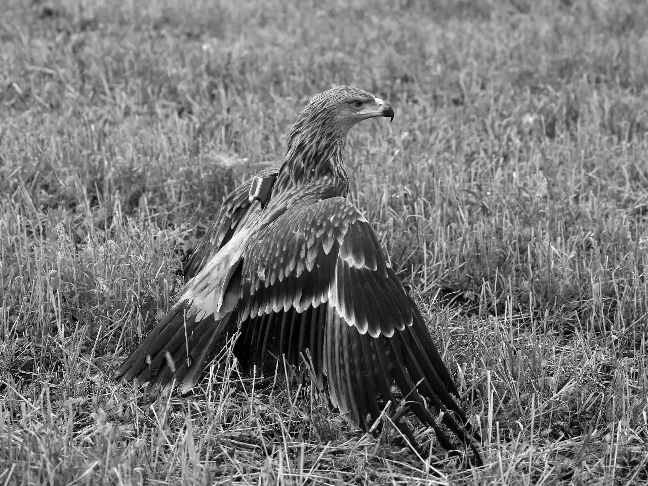 🦅Под Самарой от удара током погиб краснокнижный орёл Рося