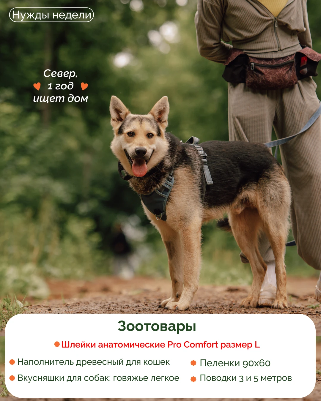 Нужды приютов 🐾