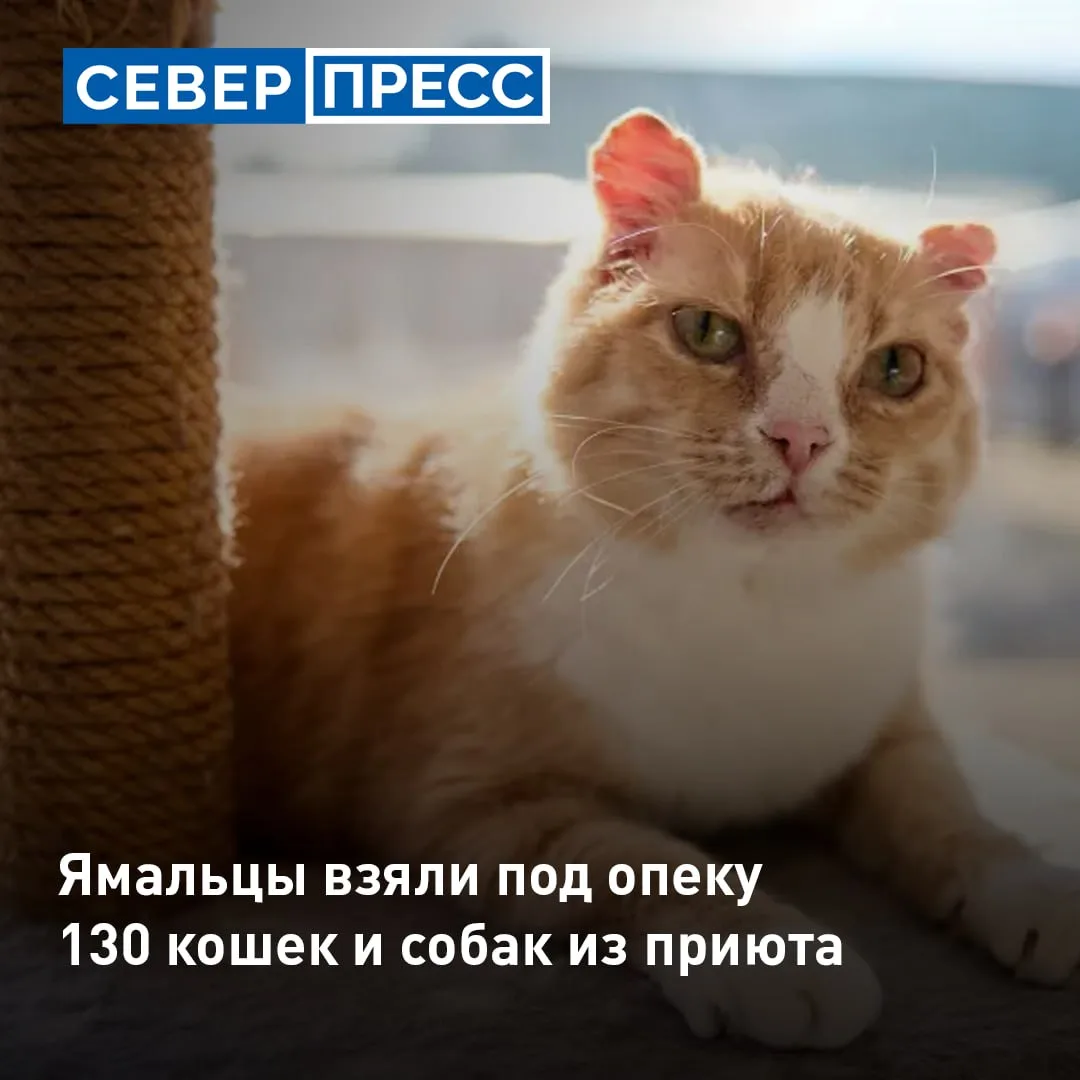 Сотрудник службы ветеринарии из Нового Уренгоя Владимир Падюков стал 130 опекуном по ре...