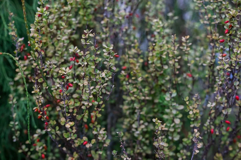 Осенняя подкормка декоративных деревьев и кустарников 🌿