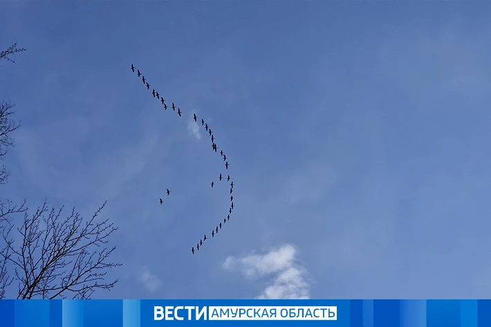 Северный ветер и осадки: какая погода ждёт Приамурье 14 октября