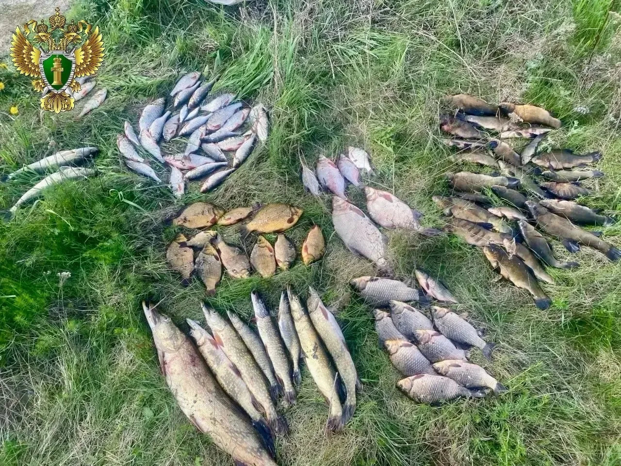 Жителя Каслей будут судить за вылов сетями 90 щук и карасей