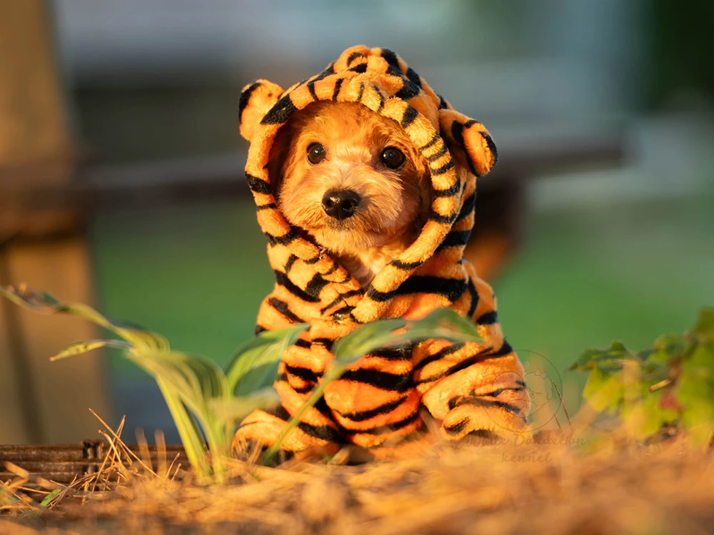 Мини-тигренок Маршмеллоу! 🐯