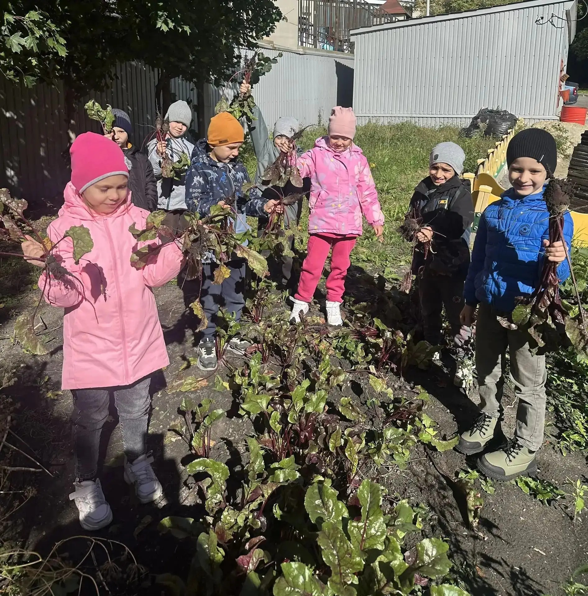 🌱 Собрали свёклу! Группа «Непоседы» убрала урожай с огородной грядки.