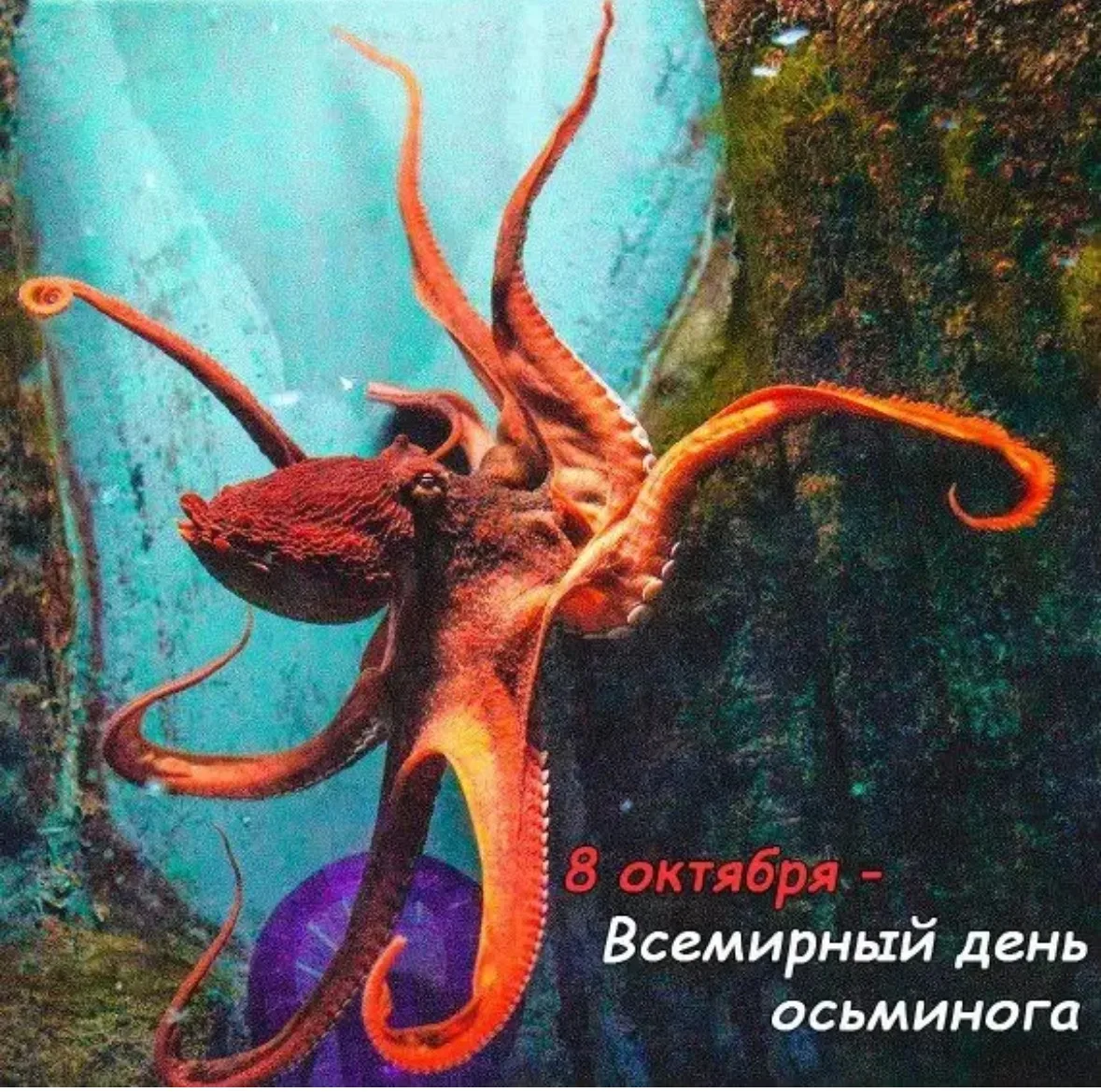 Всемирный день осьминога  отмечается ежегодно 8 октября. Этот экологический и познавате...