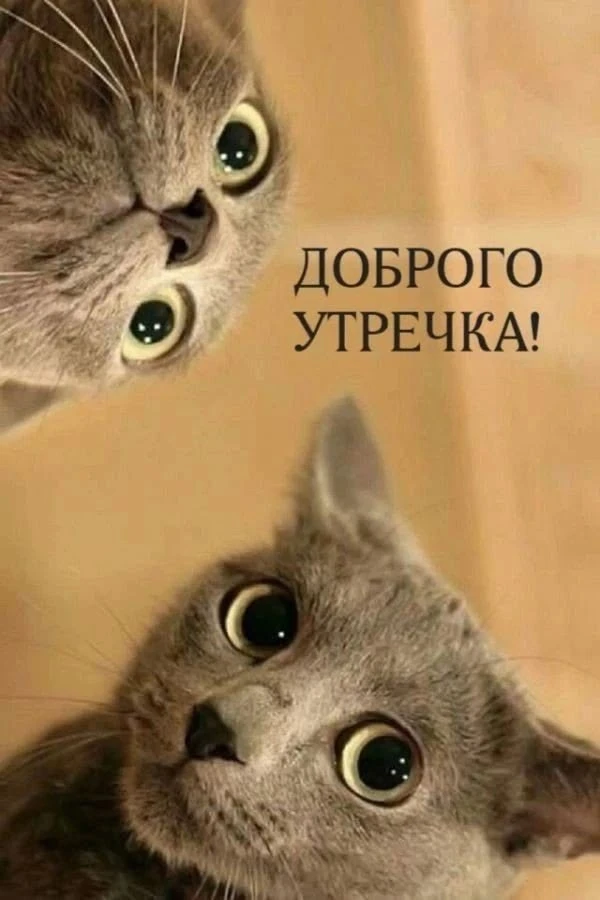 Котаны • подписаться
