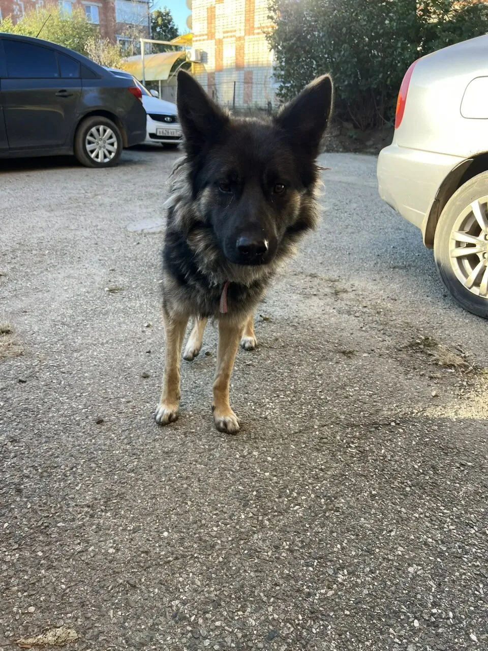 ‼ Найдена собака, ищем хозяина! 🐕