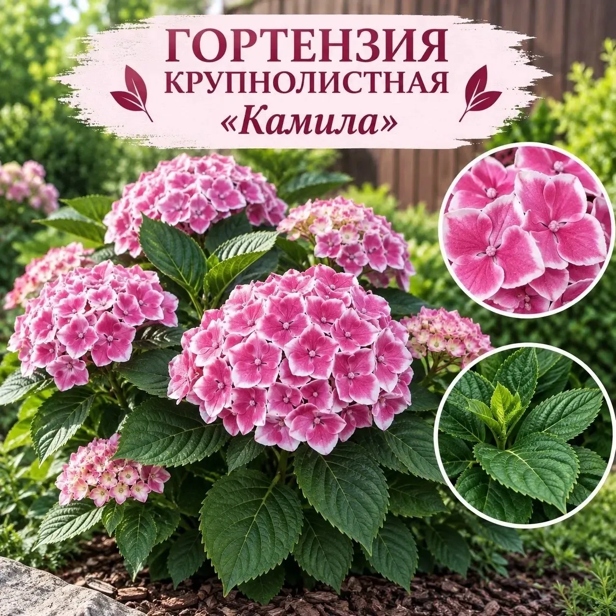 🌸🌿 ГОРТЕНЗИИ ДЛЯ ВАШЕГО САДА — 10 КРАСИВЫХ СОРТОВ! 🌿🌸