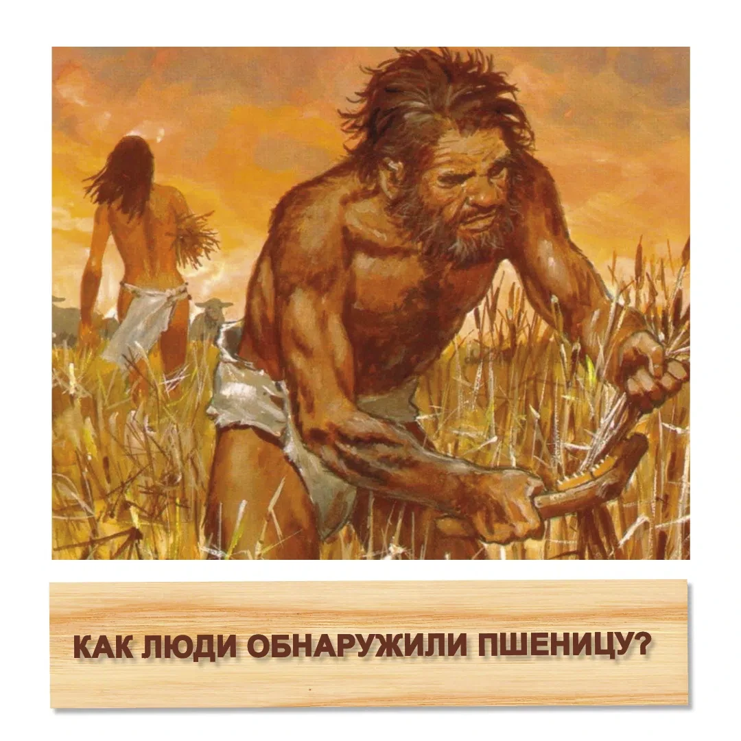 🍞Как люди обнаружили, что пшеницу можно есть?