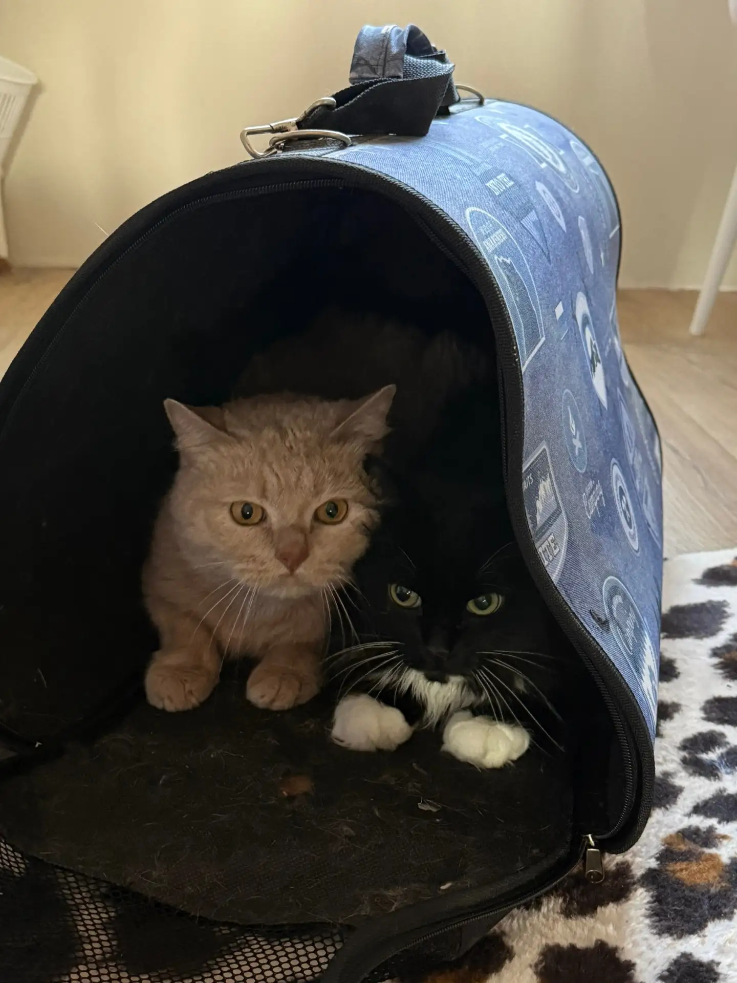 Чёрное‼️На выезде на главную дорогу в саду Мичурина, 1, выброшена переноска с двумя кот...