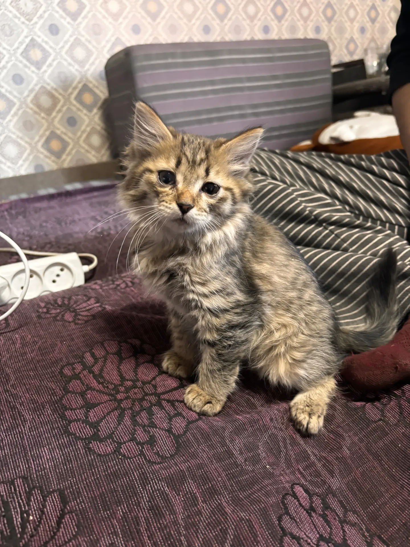 Отдаем котят , 2 мальчики и 1 девочка , к лотку приручены в хорошие руки . Звонить , пи...