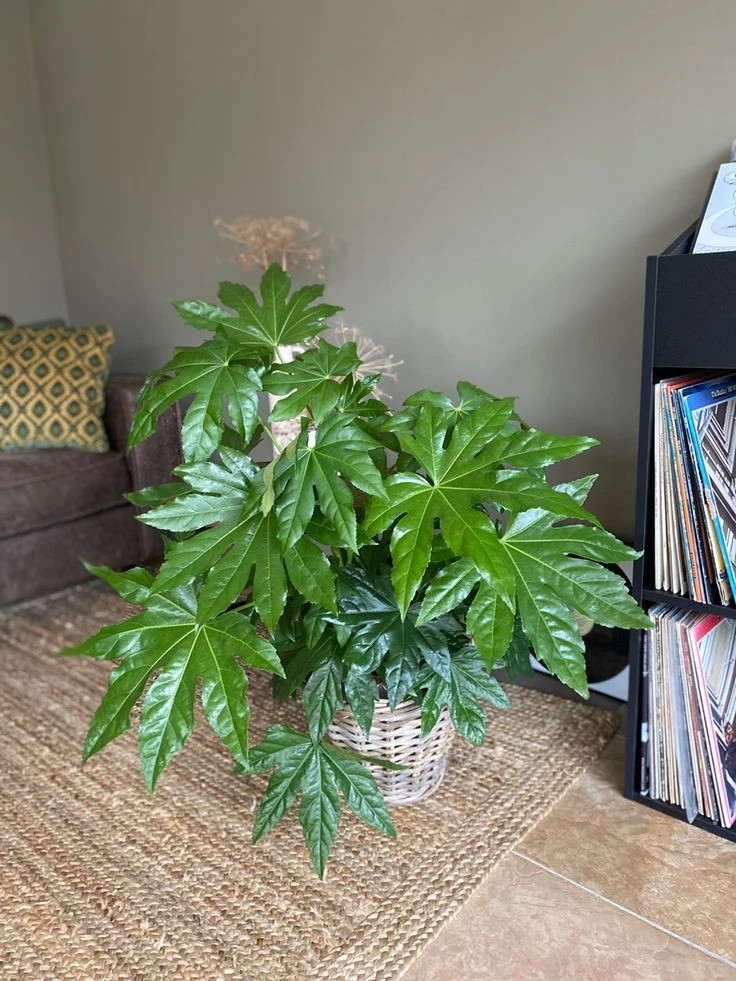 Как вырастить крупные листья у фатси🌱