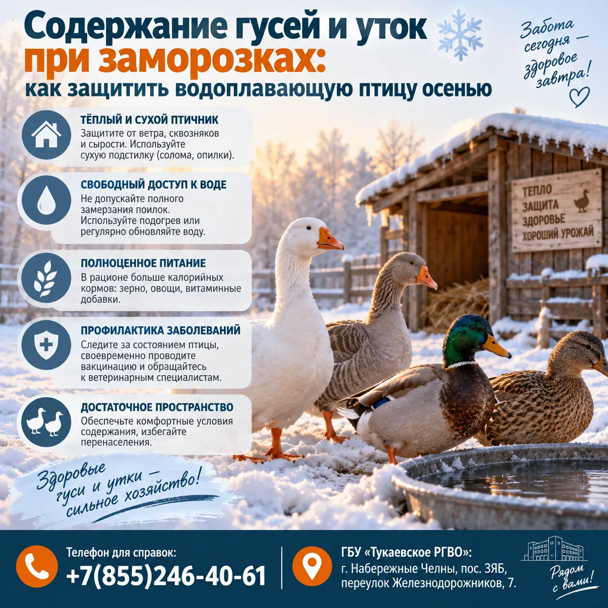 🦆 Содержание гусей и уток при заморозках: как защитить водоплавающую птицу осенью