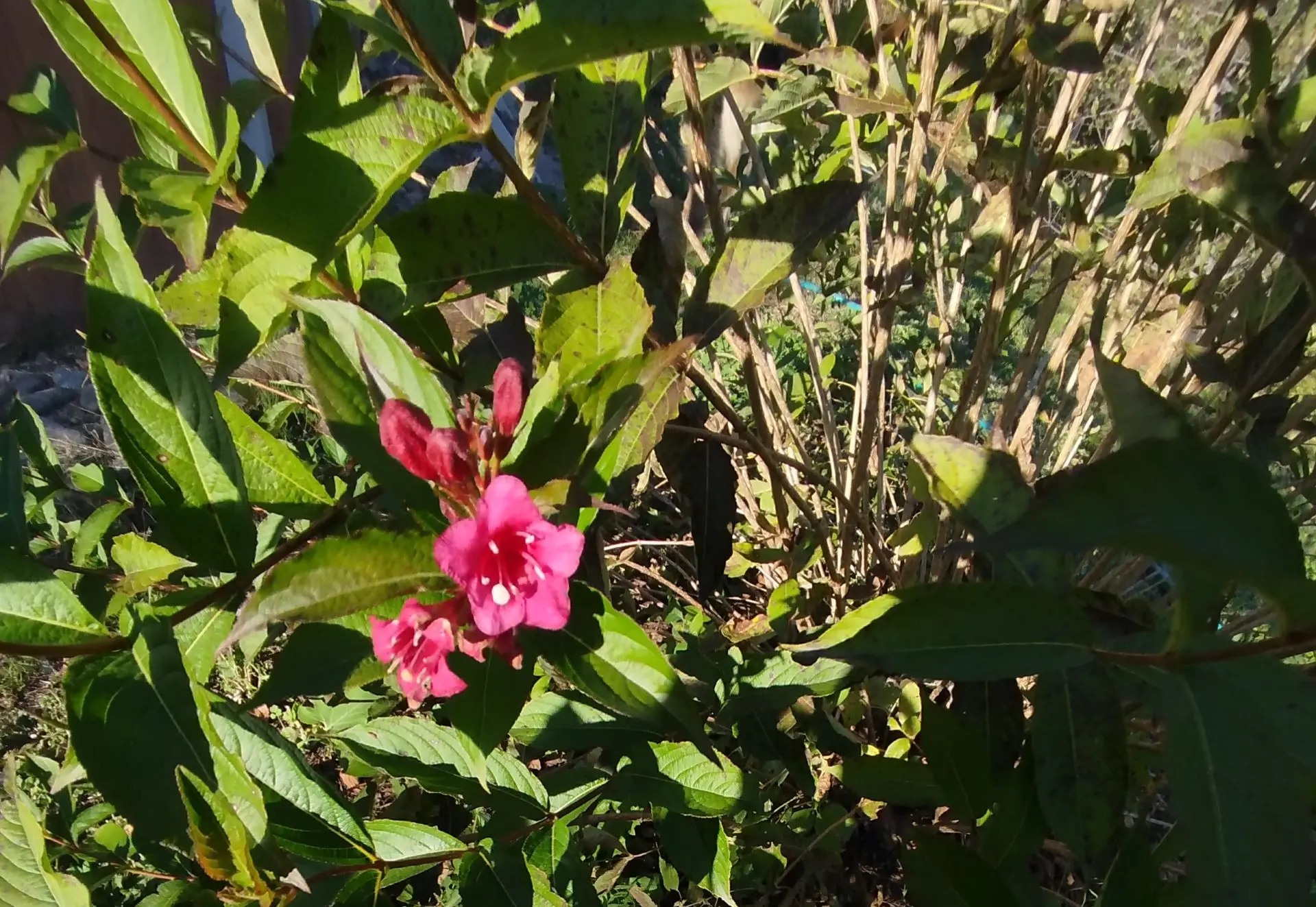 Вейгела зацвела 🌸