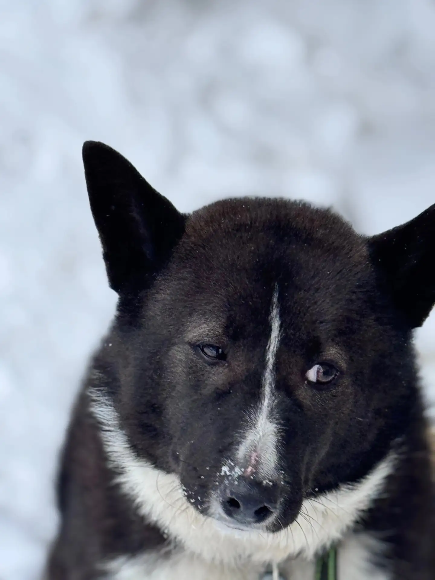🐺 Джанет — иногда сила начинается там, где, казалось бы, уже ничего не осталось.