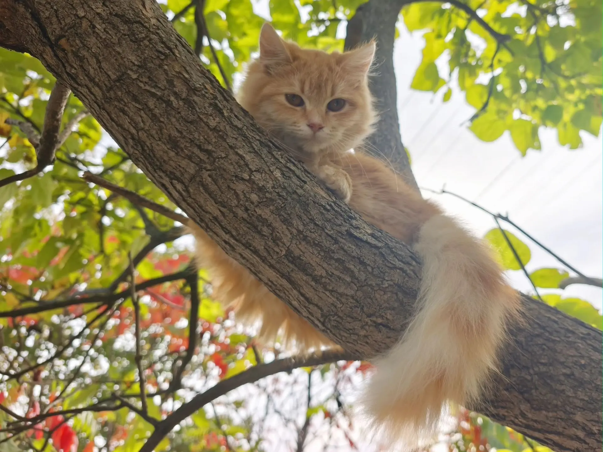 Среда — маленькая пятница 😼