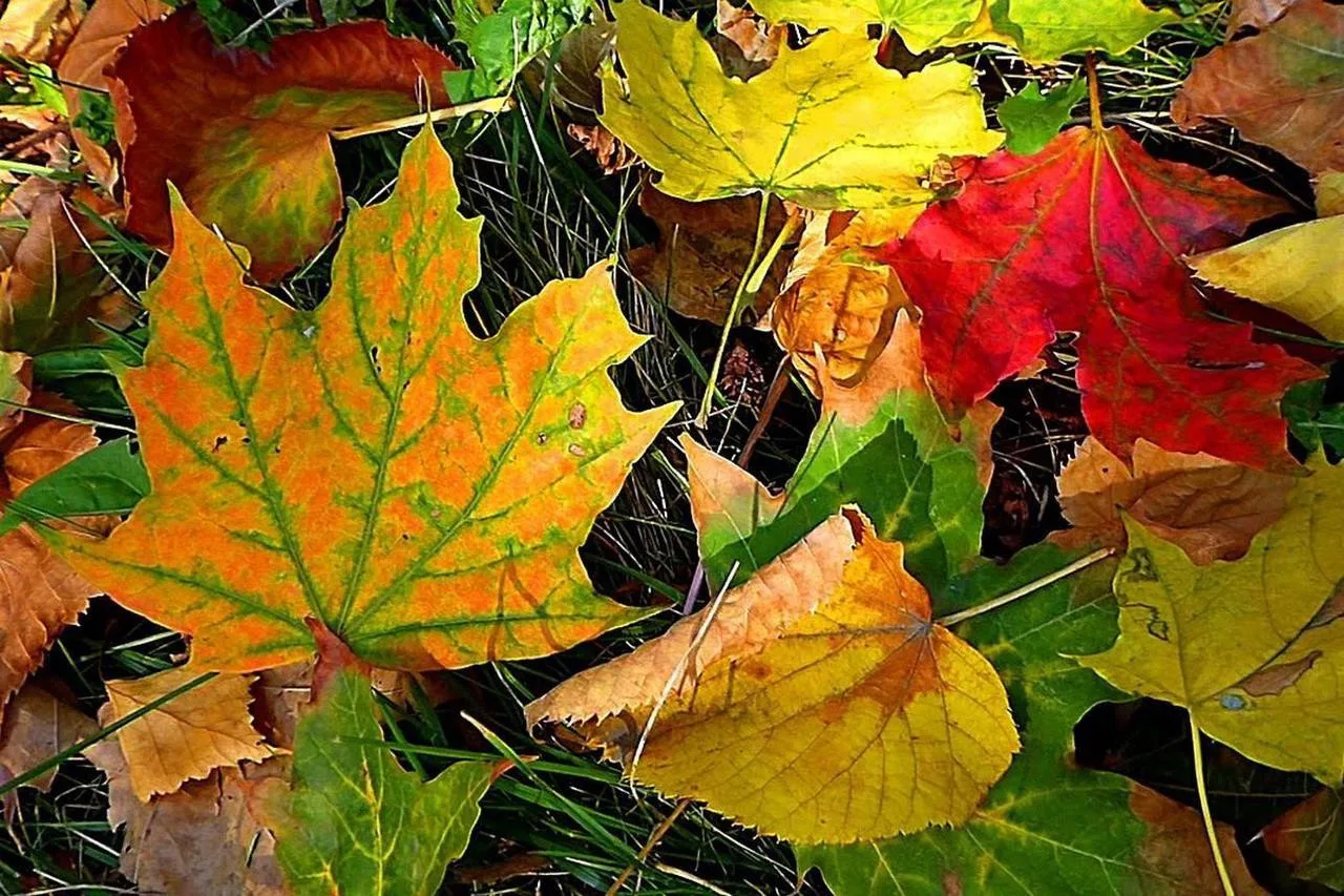 🍁❌ Никогда не сжигайте опавшие листья!
