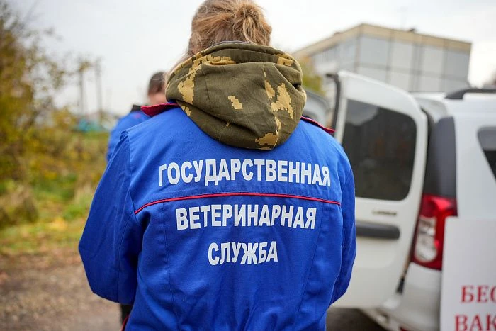 Кировским ветеринарам начнут оплачивать аренду жилья