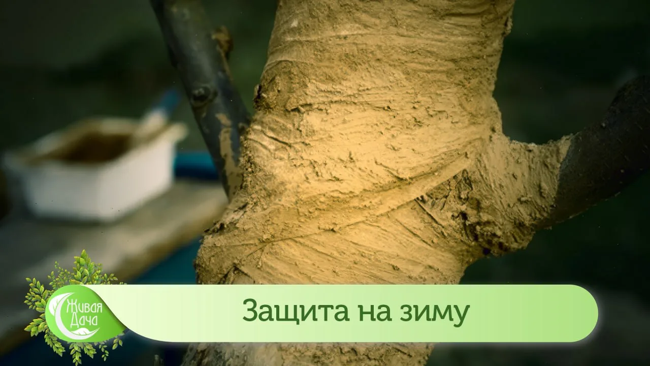 Чем белили деревья в древности?