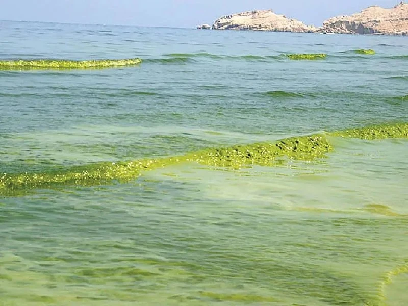 Учёные SQU выявили причины вредоносного цветения водорослей у северного побережья Омана