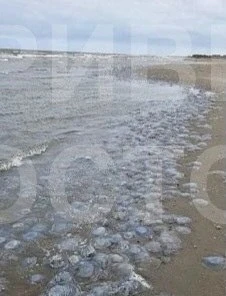 В Таганрогском заливе обнаружили резкий рост числа медуз в начале октября