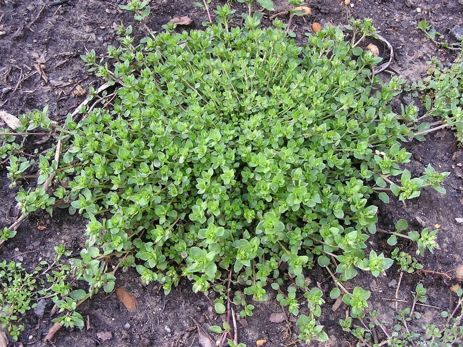 🌿Польза мокрицы.
