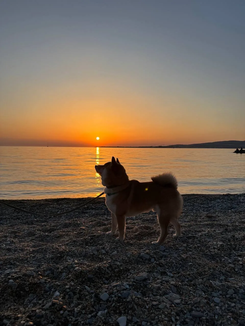 Путешественник - ТАДАИМА ХАТИКО ❤️🌊🐾