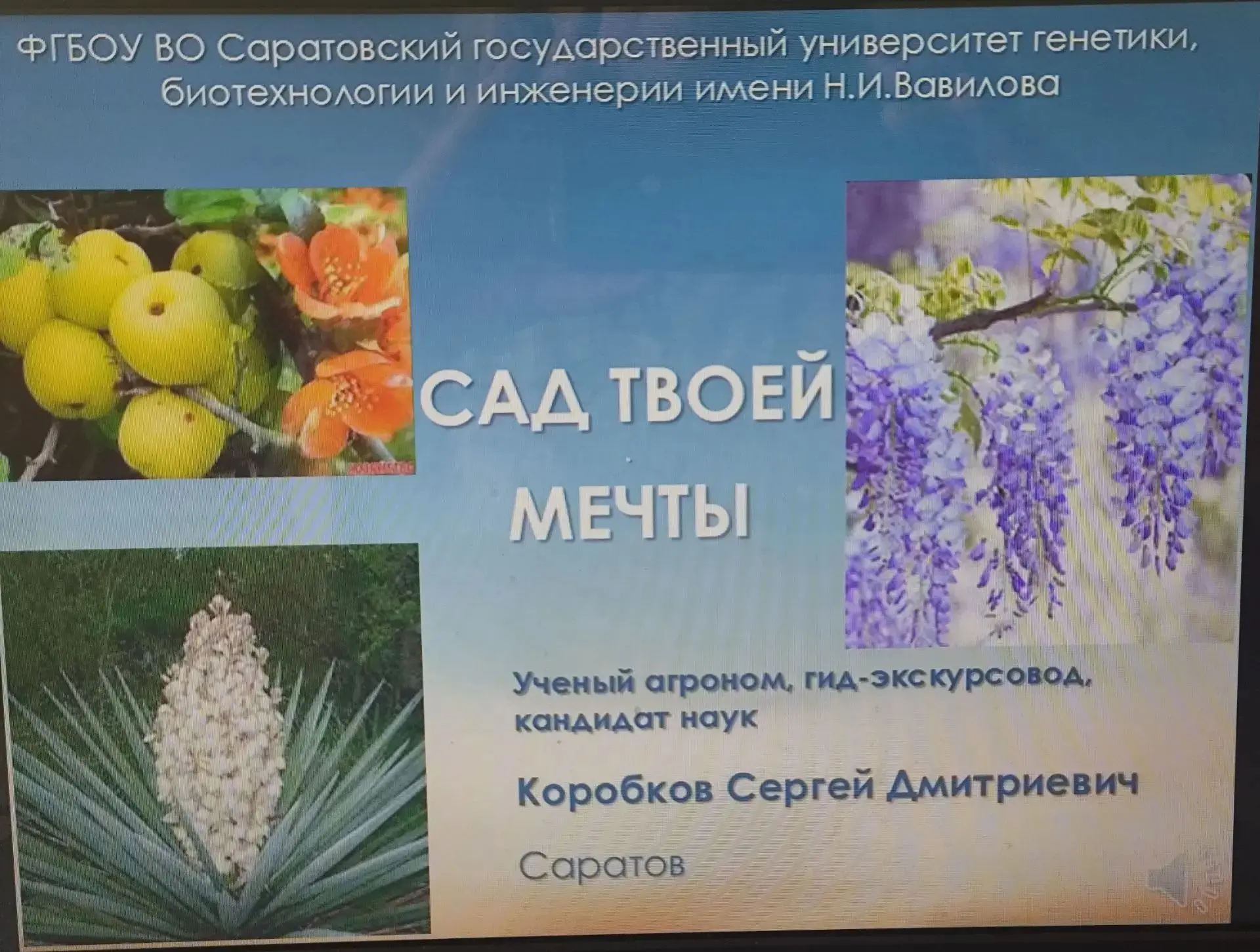 Сад мечты
