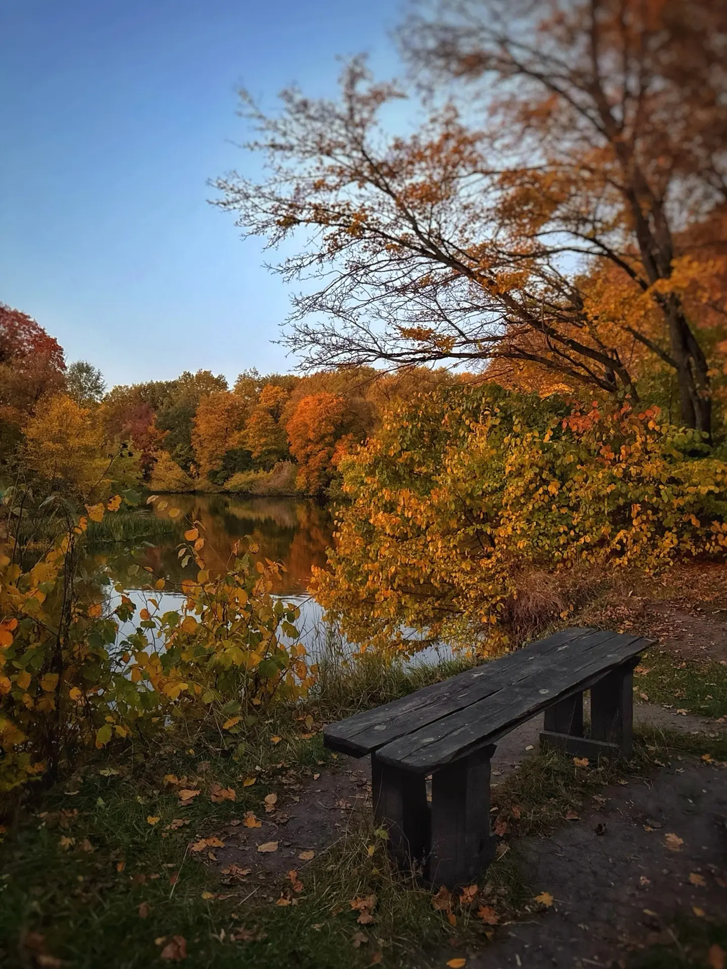 🍁