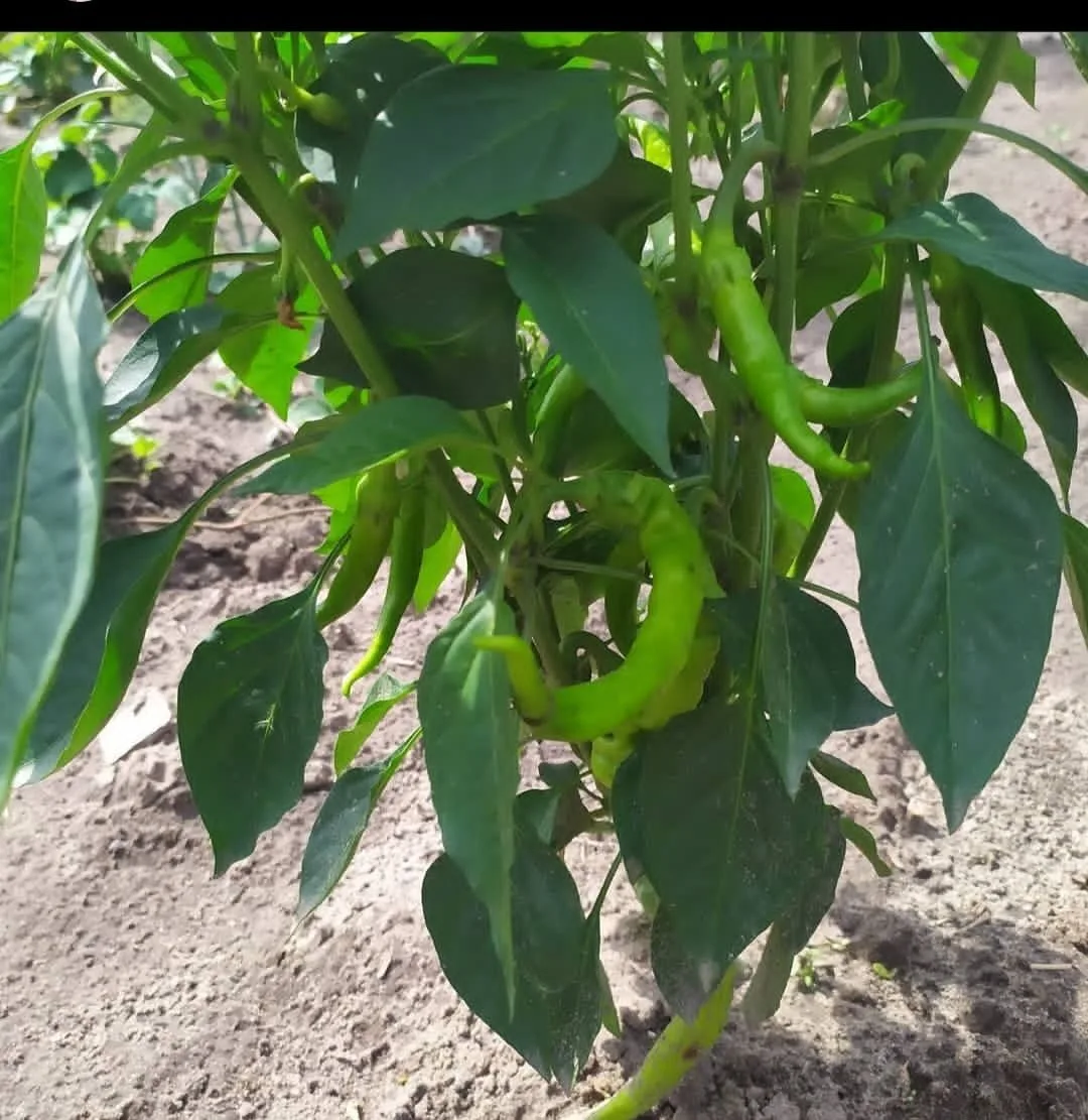 Сегодня у меня дошла очередь острых перчиков🌶