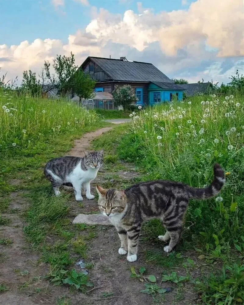 Деревенские кστики🐈‍⬛
