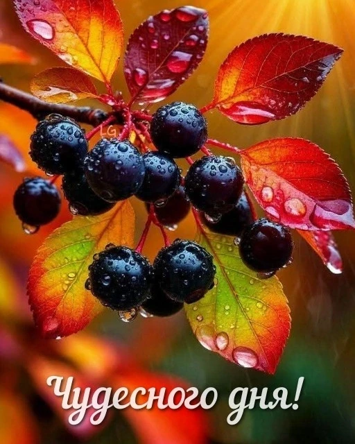 Калитку в милый сад, где клён, и дуб, и ясень,