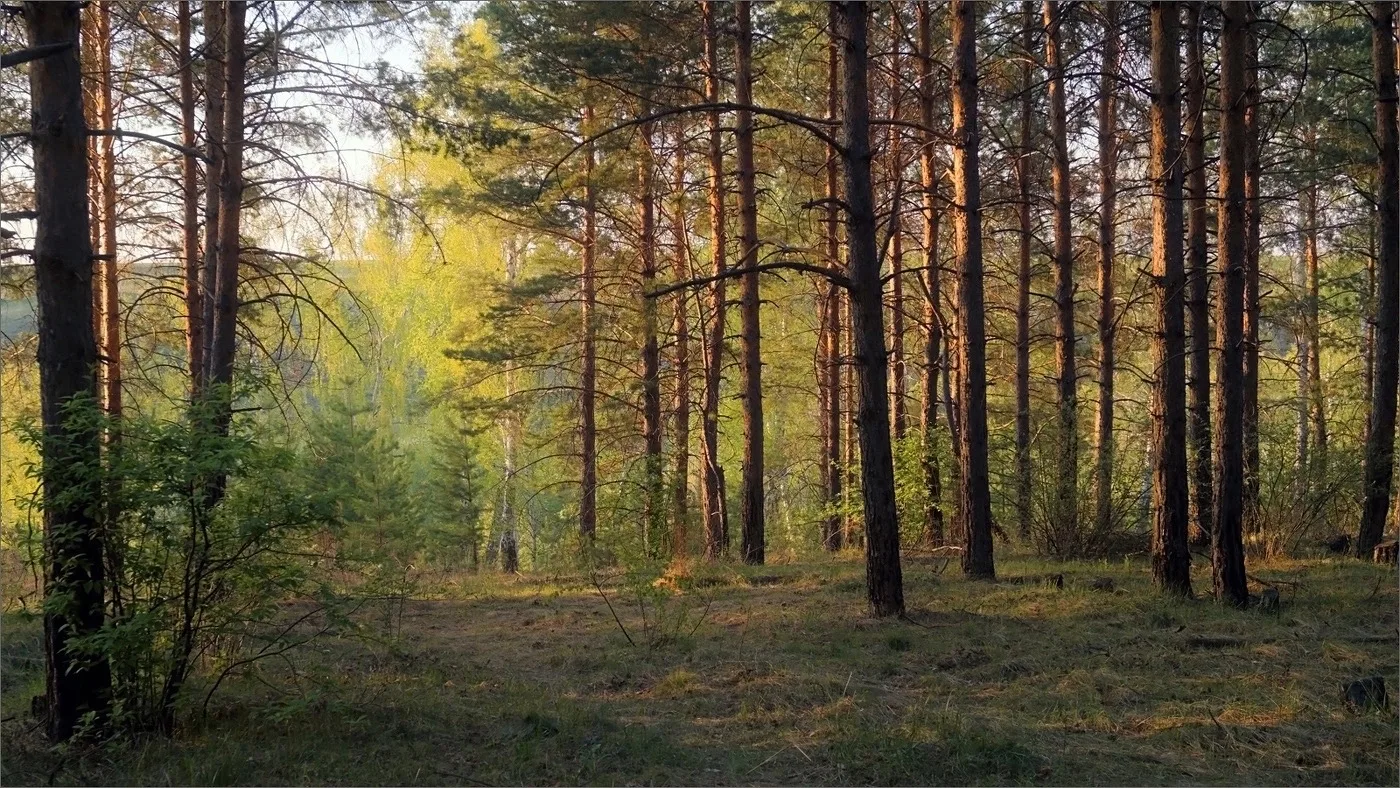 🌲 В Челябинской области сократилась площадь лесов, заражённых вредителями