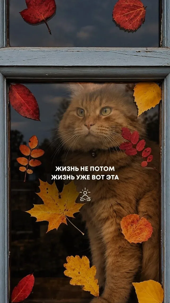 Осенние обои от команды prosto.