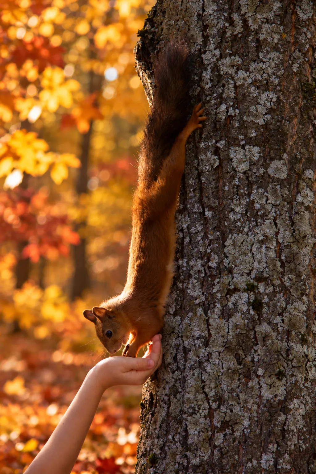 🐿 Самая большая забота о белочке — не накормить её чем угодно, а выбрать то, что дейст...