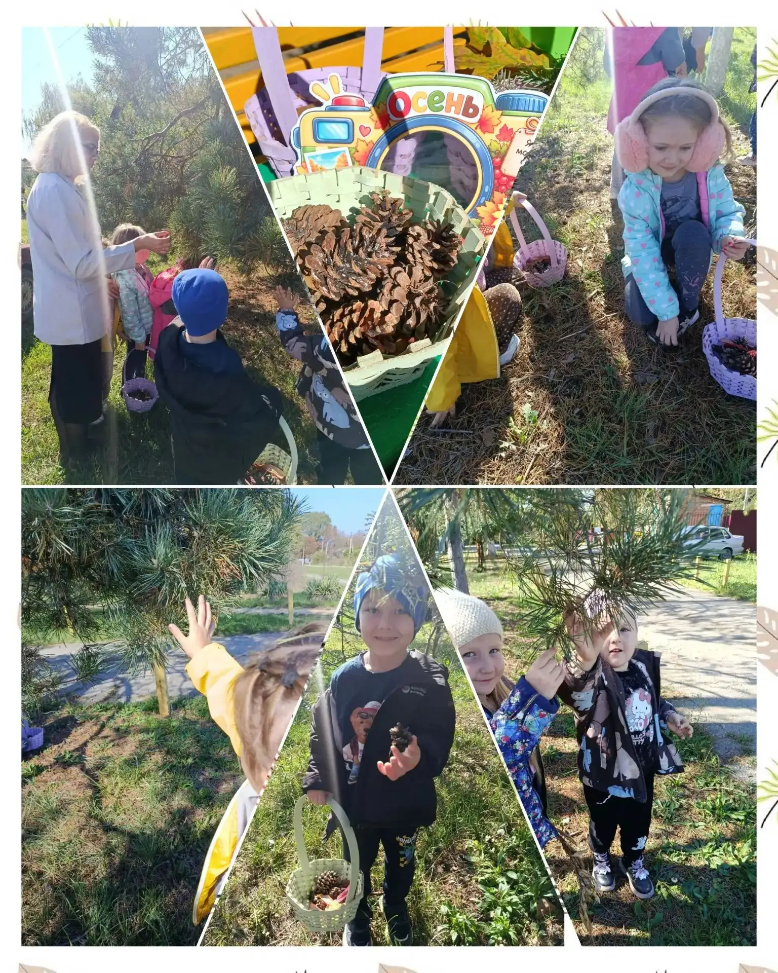 Дети старшей группы 10 🌞 на прогулке 🍂 рассматривали хвойные деревья и собирали шишки...