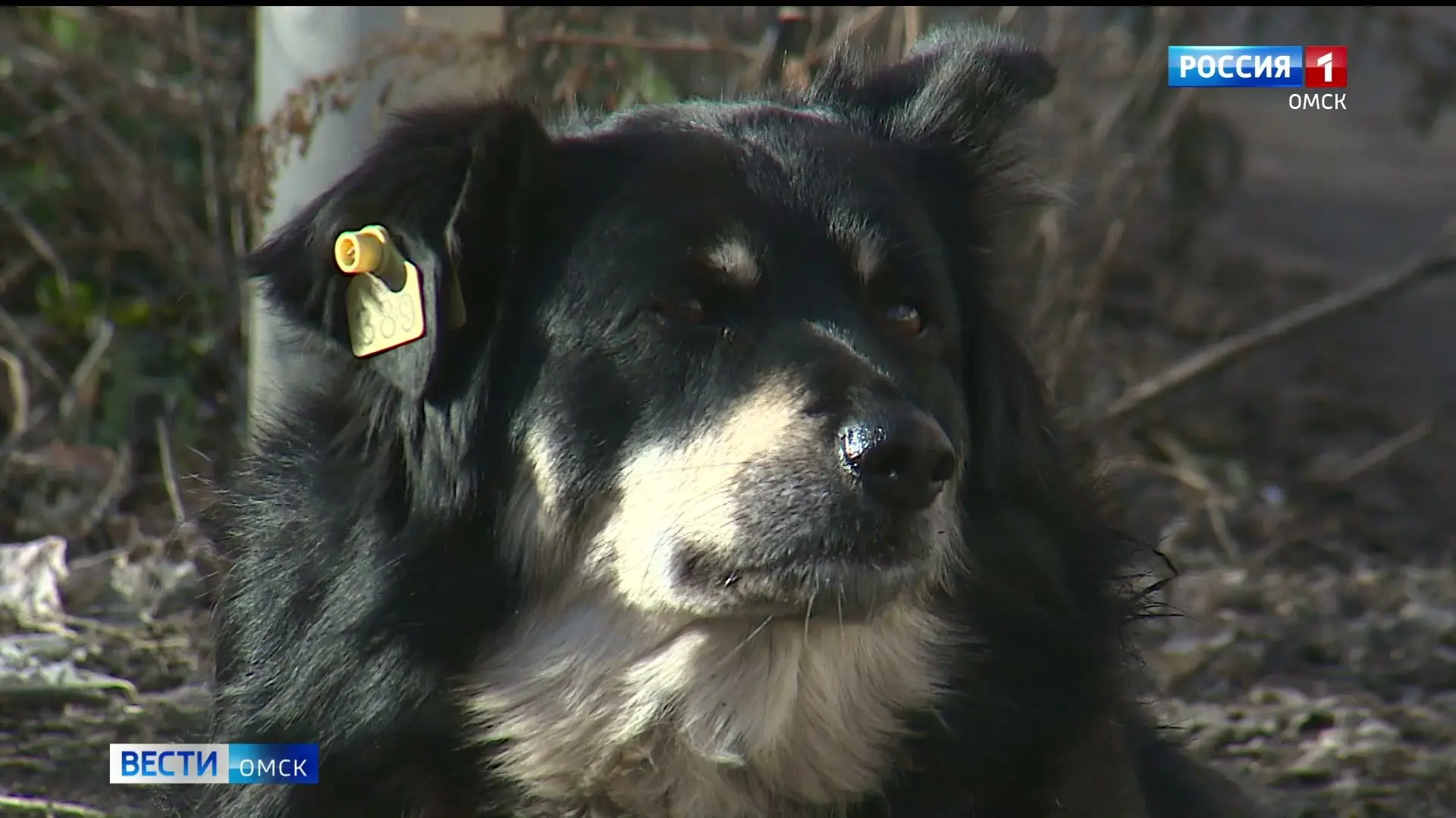 🐶 В Омске подсчитали количество бездомных собак